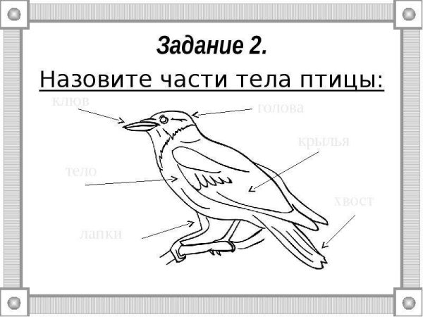 Части тела птицы для дошкольников