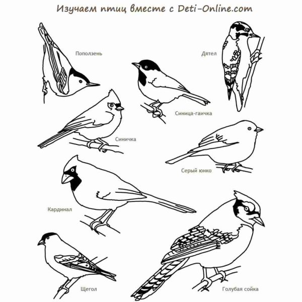 Раскраски перелетные и зимующие птицы для детей 4-5 лет