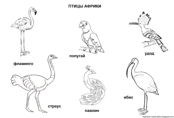 Раскраска Дикие птицы