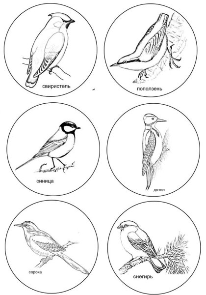 Задания для детей перелетные и зимующие птицы