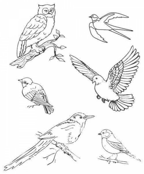 Раскраска птицы перелетные и зимующие