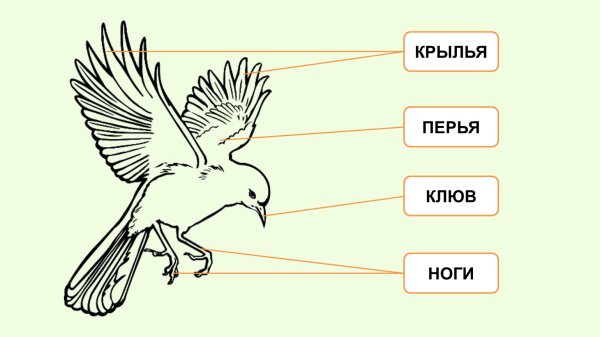 Части тела птицы для дошкольников