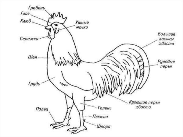 Строение курицы анатомия