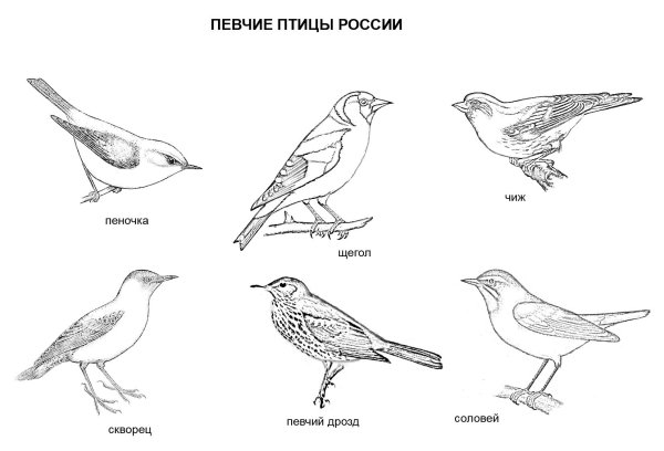Перелетные певчие птицы России