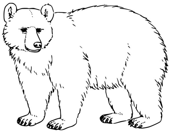 Контуры животных медведь