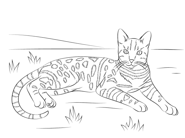 Бенгальский кот раскраска