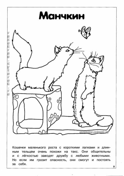 Раскраска породы кошек