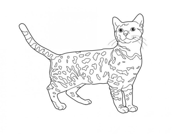 Кошки. Раскраска