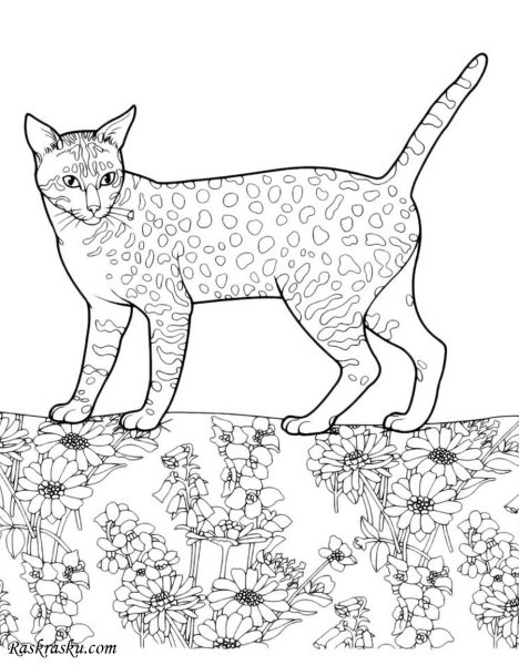 Раскраски котята порода (48 фото)