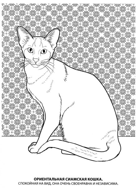 Раскраски породистых кошек