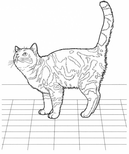 Рисунок кошки для раскрашивания