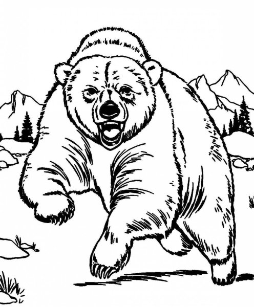 Злой медведь раскраска