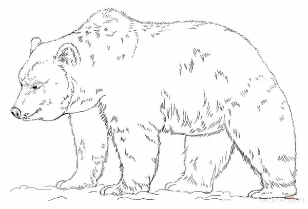 Бурый медведь раскраска