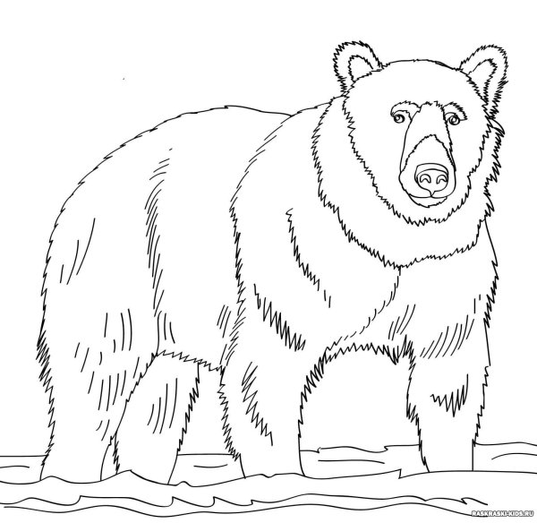 Разукрашка бурый медведь для детей