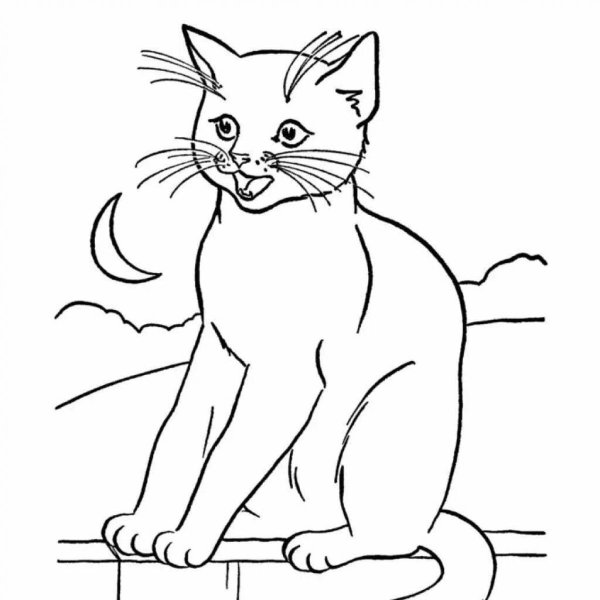 Раскраска кот