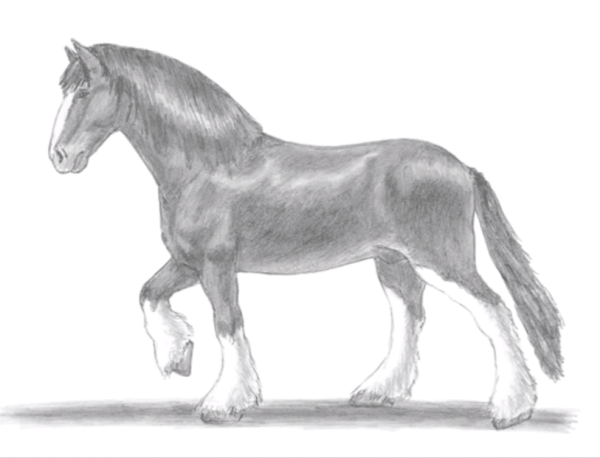 Лошадь тяжеловоз рисунок