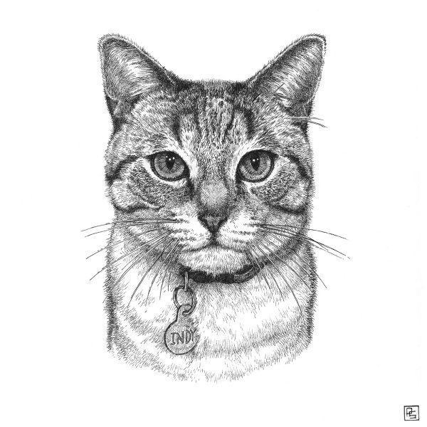 Шотландская прямоухая кошка рисунок