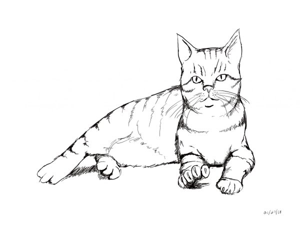 Раскраска кот британец