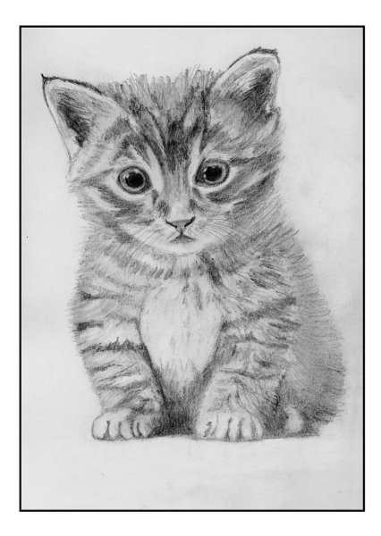 Кошка рисунок карандашом