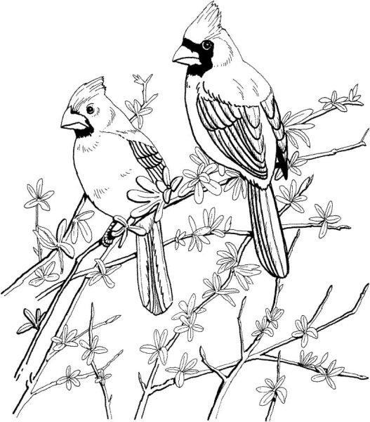 Лесные птицы раскраска