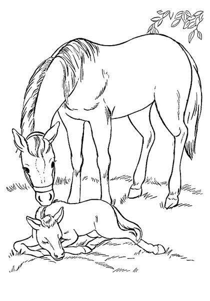Лошадка с жеребенком раскраска для детей