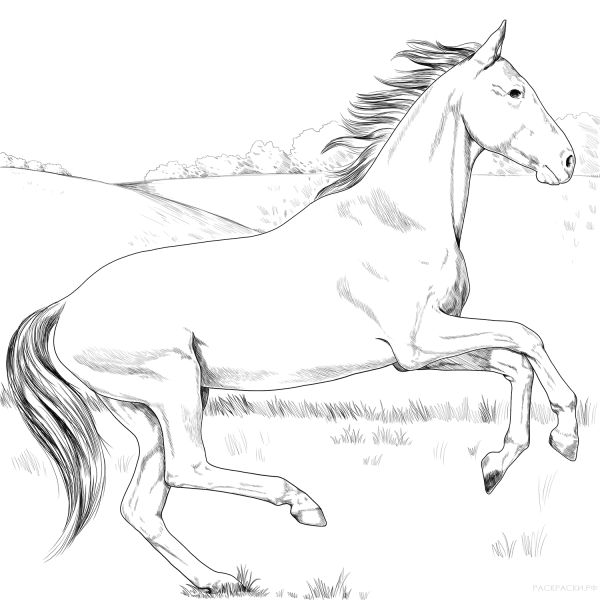 Ахалтекинская лошадь раскраска