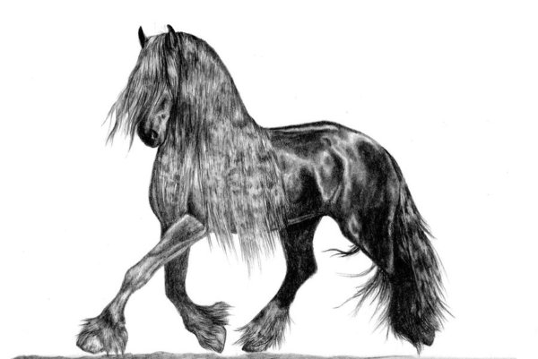 Фризская лошадь раскраска