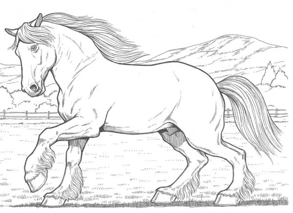 Раскраски эскиз лошади для (47 фото)