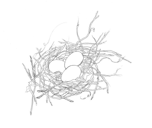Раскраска гнездо птицы