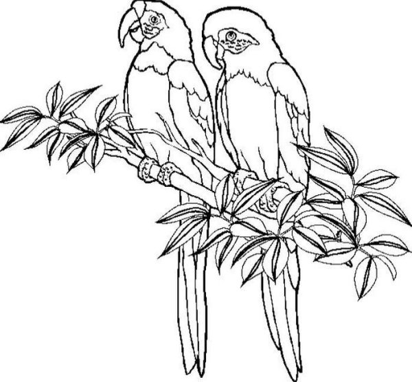 Раскраска попугай неразлучник