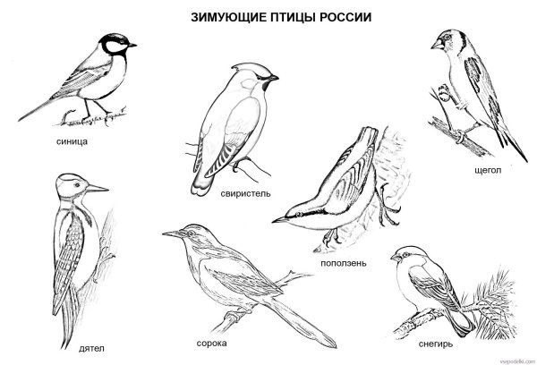 Перелетные и зимующие птицы России задания для детей