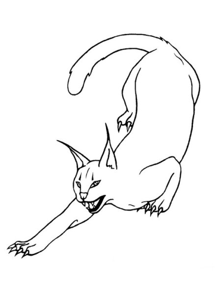 Кот каракал раскраска