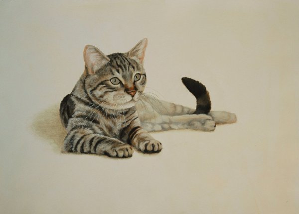 Рисунок табби у кошек