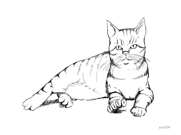 Раскраска кот британец
