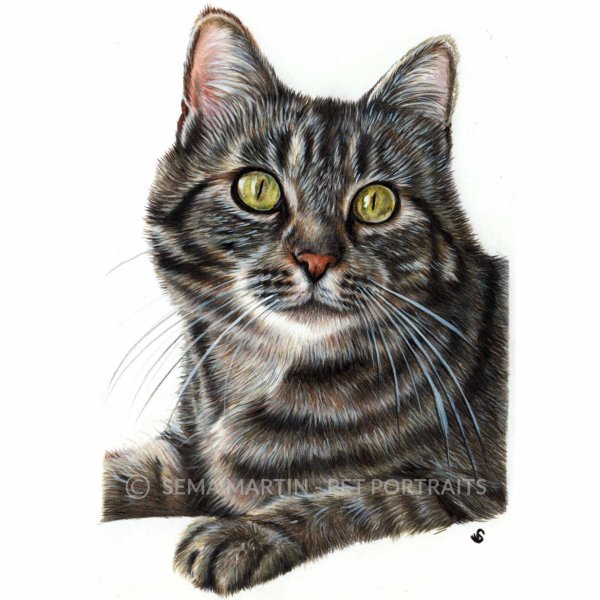 Кошка табби арт