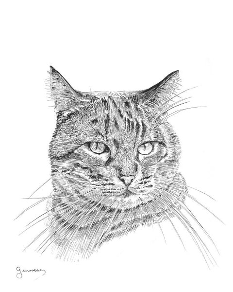 Рисунок табби у кошек