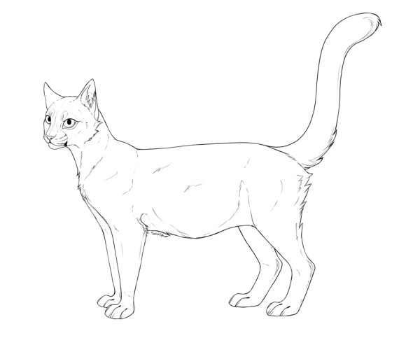 Кошка раскраска реалистичная