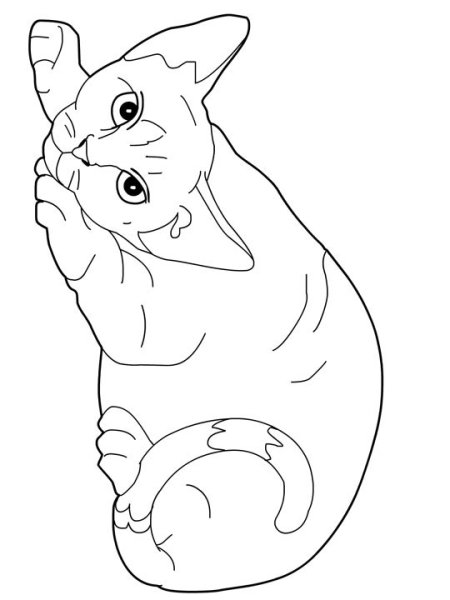 Кошка лежит раскраска