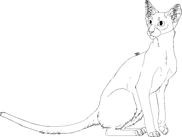 Кот Ориентал раскраска