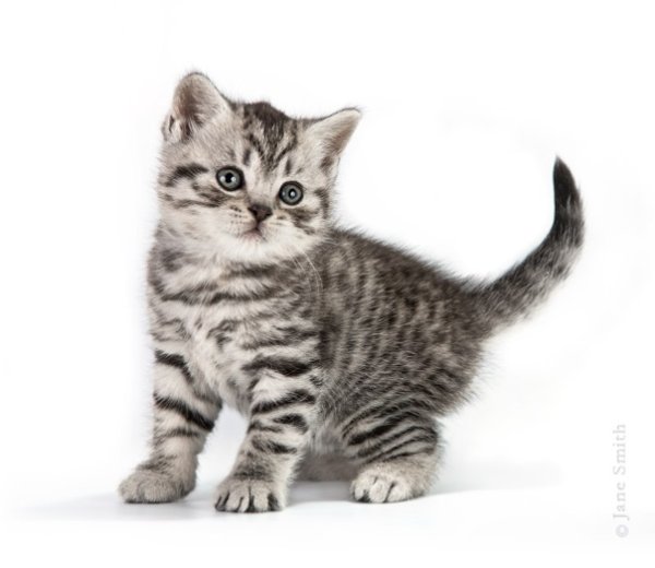 Котенок раскрас вискас