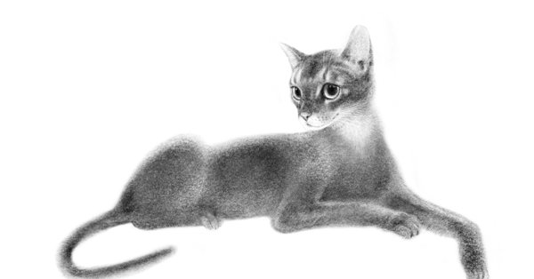 Абиссинская кошка раскраска