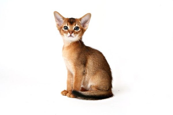 Абиссинская кошка