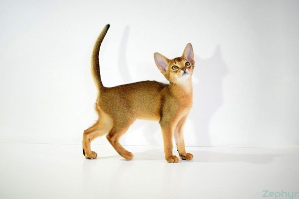 Раскраски кошек абиссинец