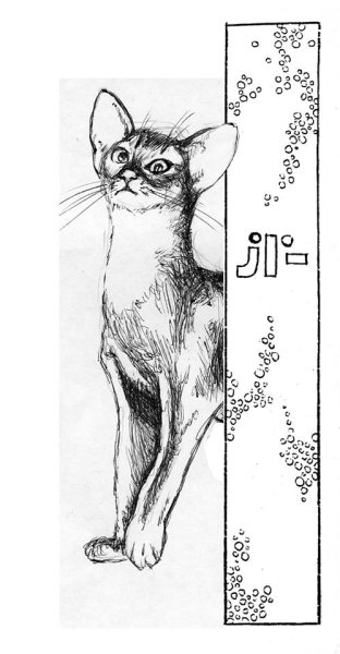 Абиссинская кошка раскраска