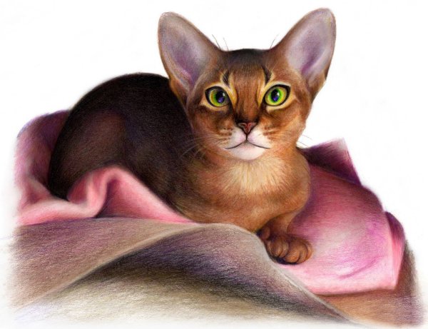 Абиссинский кот акварель
