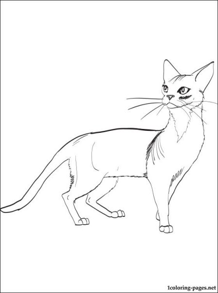 Абиссинская кошка раскраска