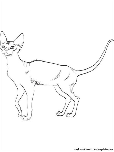 Раскраска сфинкс кошка