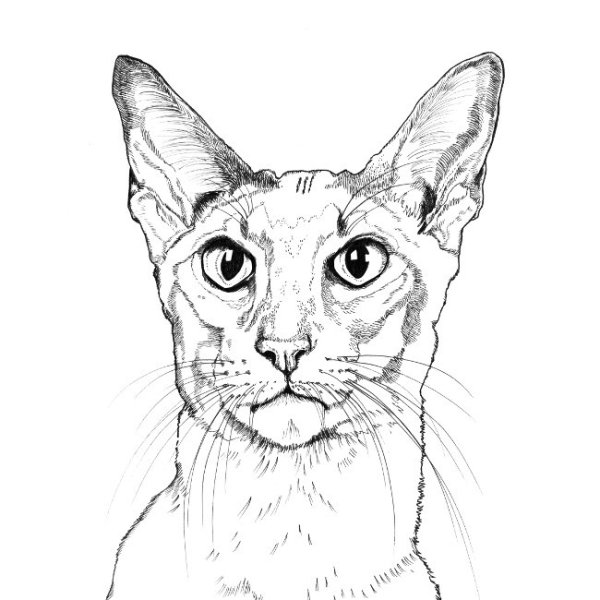 Абиссинская кошка раскраска