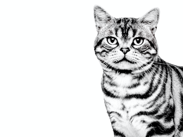 Американская короткошерстная кошка на белом фоне