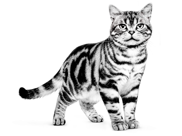 Американская короткошерстная кошка табби
